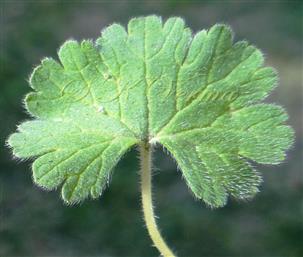  Leaf blade-Adaxial view
